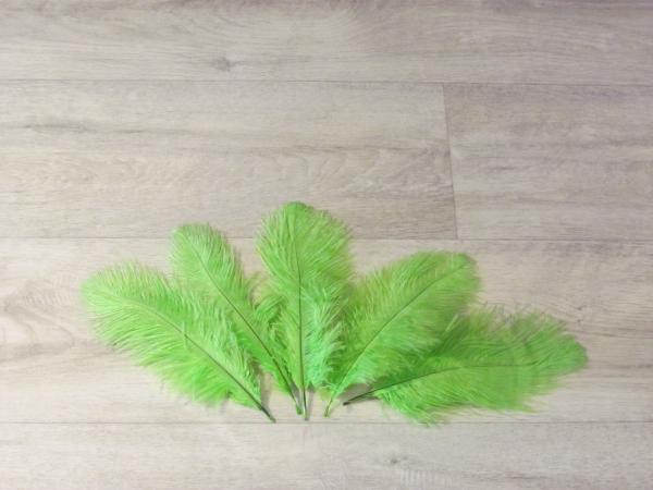 5 Straußenfedern 20 bis 25 cm limonengrün