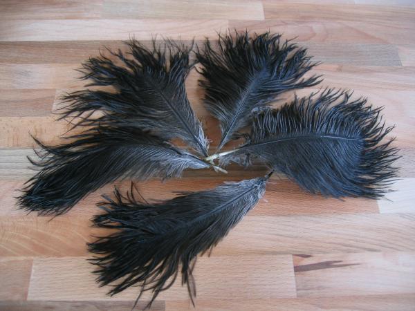 5 Straußenfedern 12 bis 20 cm naturschwarz