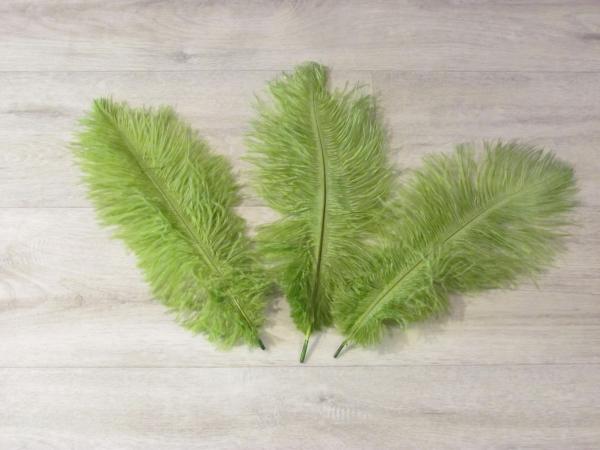 3 Straußenfedern 25 bis 30 cm efeu