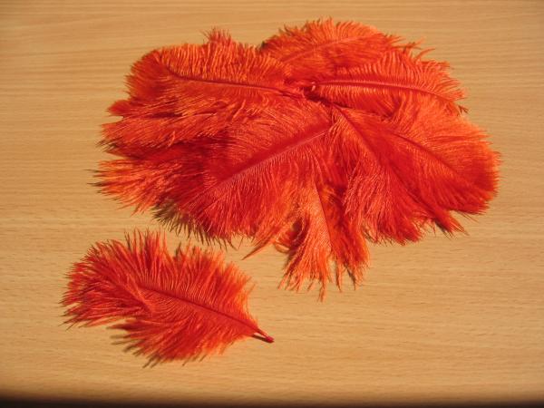 30 kleine Straußenfedern 5 bis 12 cm korall