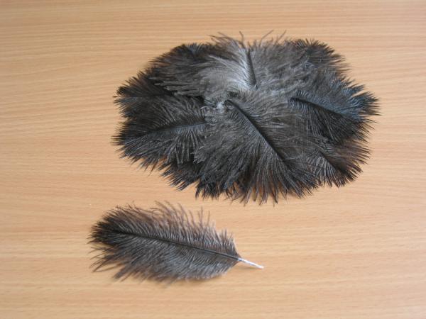 30 kleine Straußenfedern 5 bis 12 cm natur-dunkel