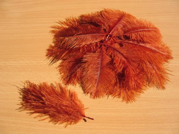 30 kleine Straußenfedern 5 bis 12 cm rost