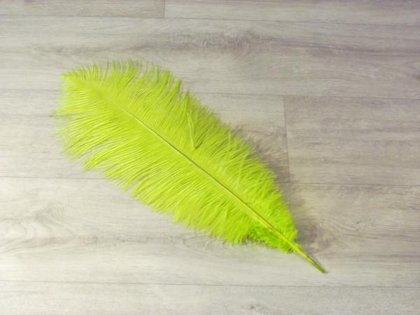 1 Straußenfeder 50 bis 60 cm chatreuse