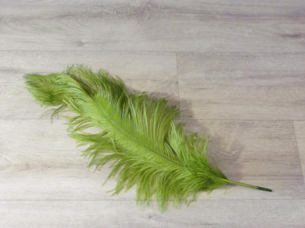 1 Straußenfeder 50 bis 60 cm efeu B-Ware