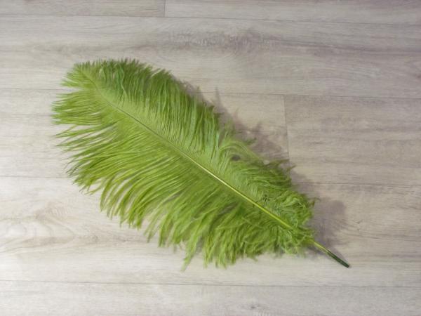 1 Straußenfeder 50 bis 60 cm efeu